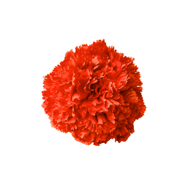 Clavel - Naranja